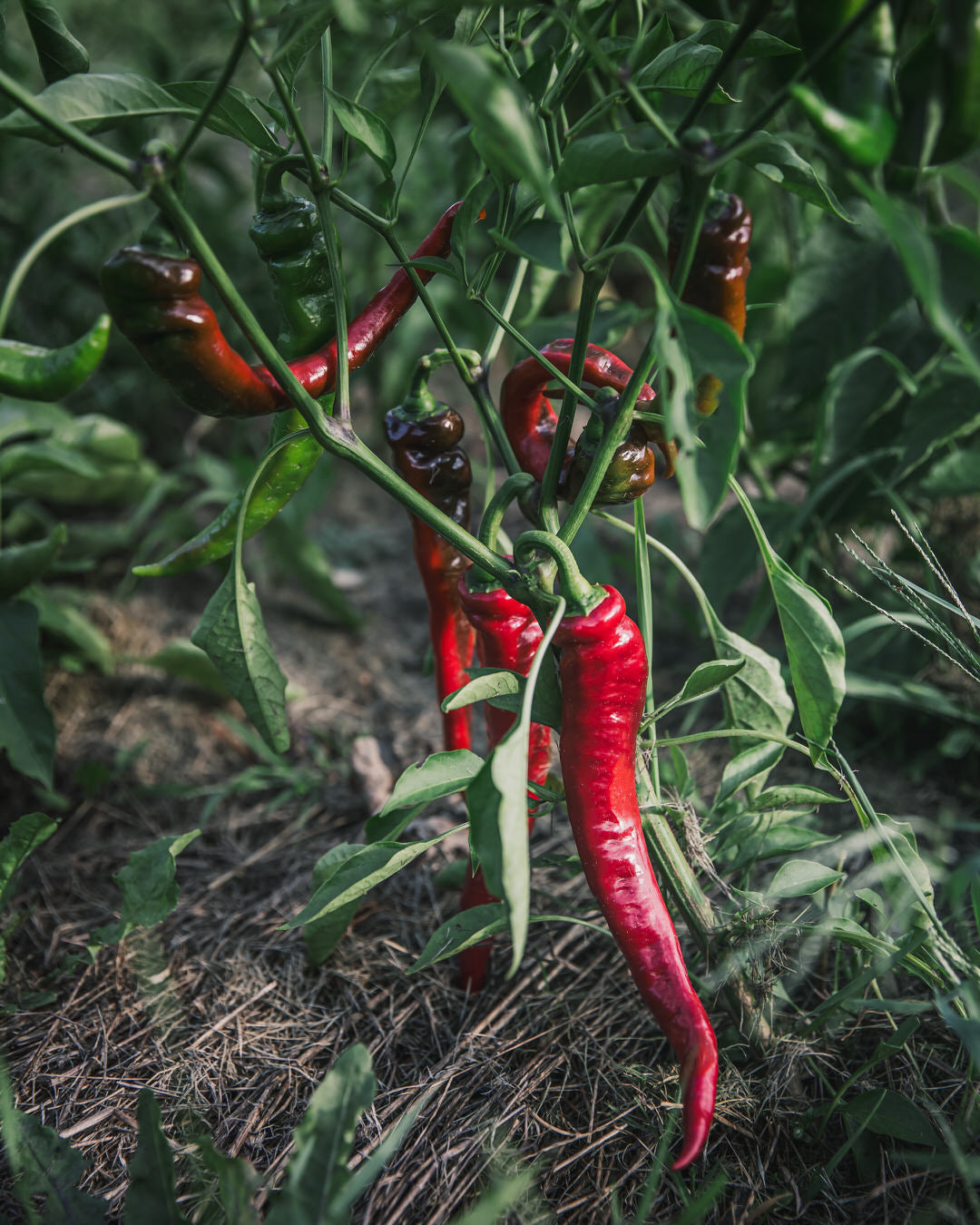 Pepper, Sweet 'Jimmy Nardello'