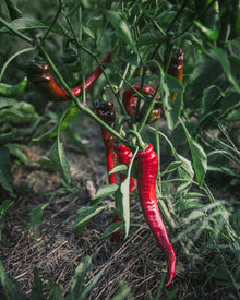 Pepper, Sweet 'Jimmy Nardello'