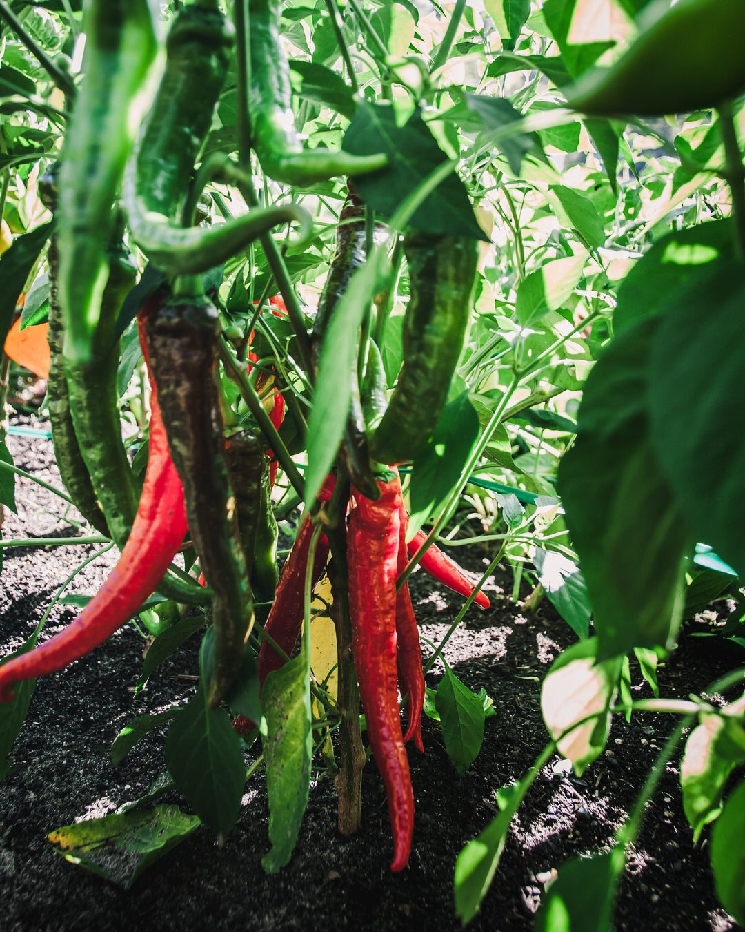 Pepper, Sweet 'Jimmy Nardello'