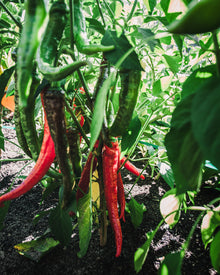 Pepper, Sweet 'Jimmy Nardello'