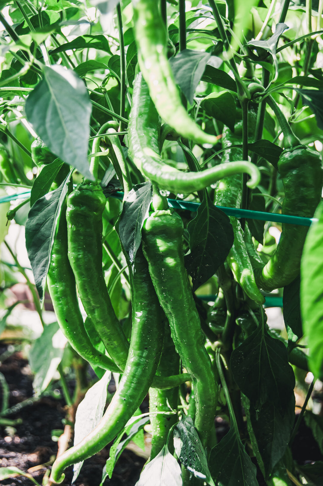 Pepper, Sweet 'Jimmy Nardello'