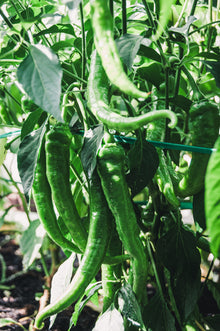 Pepper, Sweet 'Jimmy Nardello'