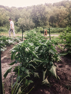 Pepper, Hot 'Jalafuego'