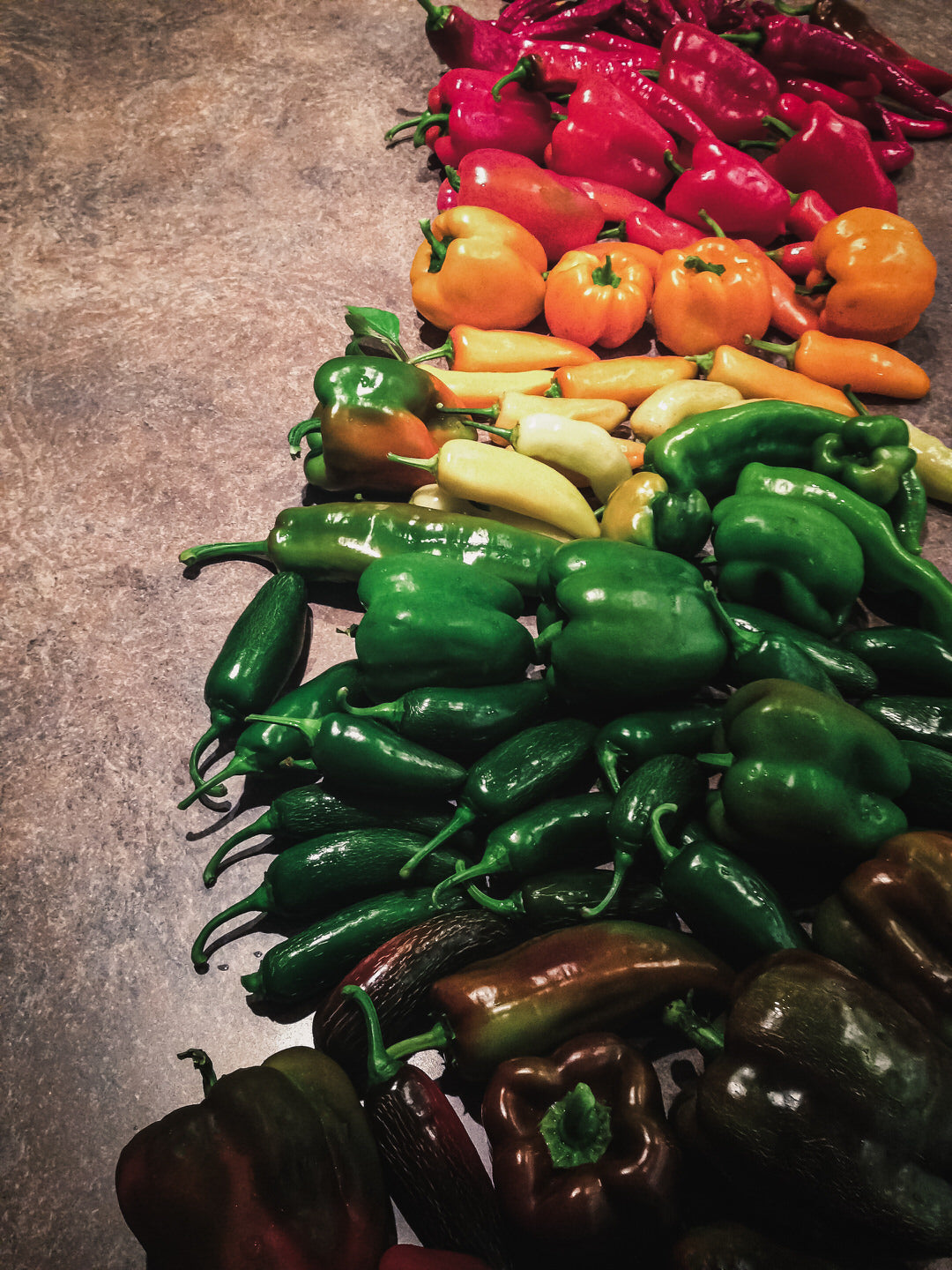 Pepper, Hot 'Jalafuego'