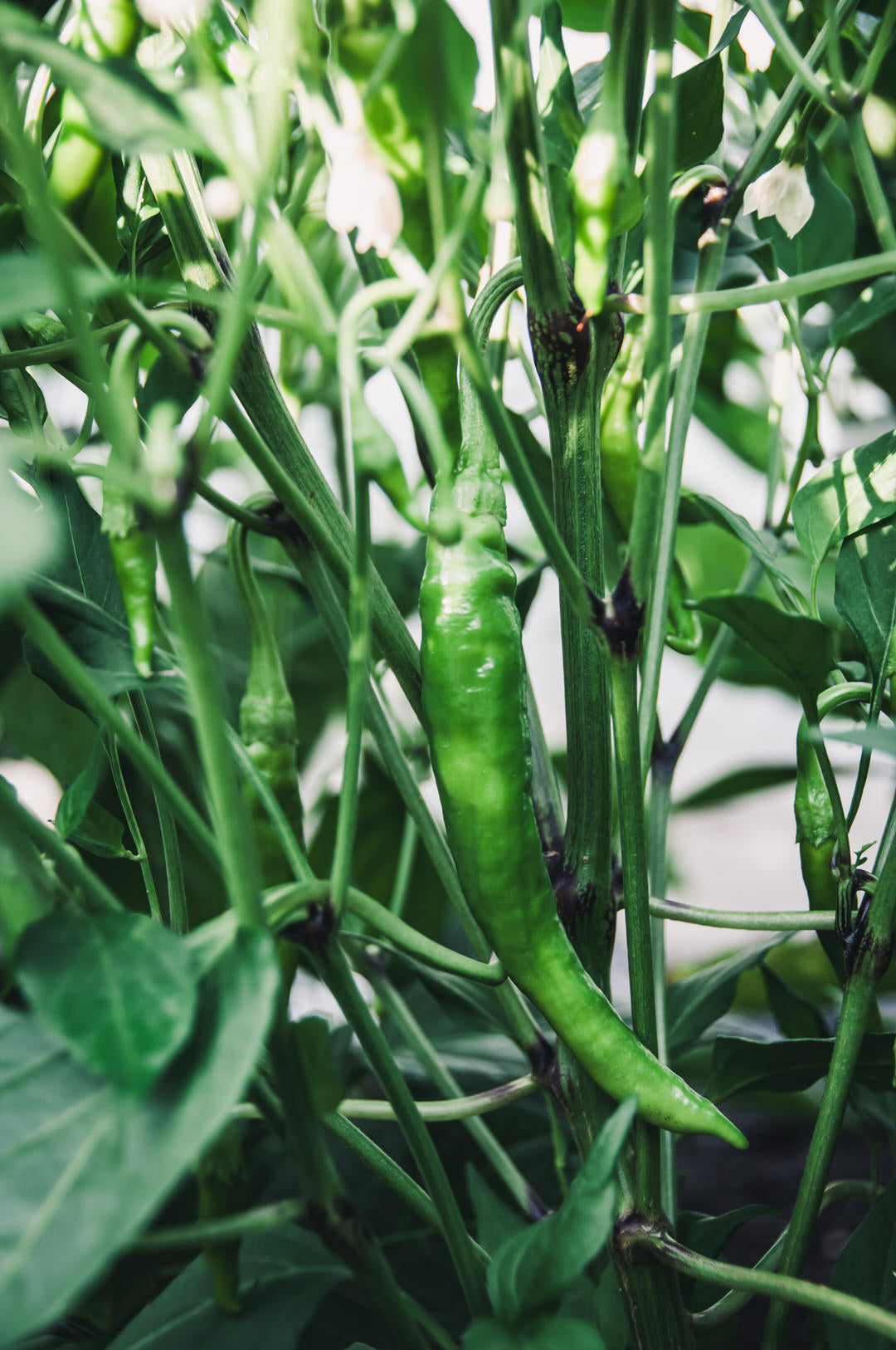 Pepper, Sweet 'Jimmy Nardello'