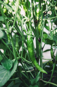 Pepper, Sweet 'Jimmy Nardello'