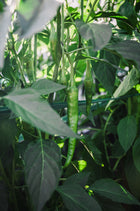 Pepper, Sweet 'Jimmy Nardello'