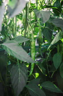 Pepper, Sweet 'Jimmy Nardello'