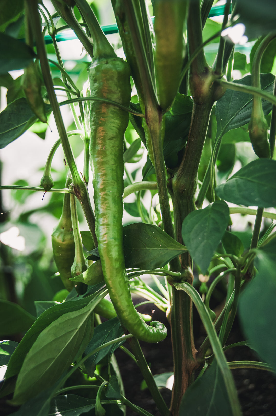 Pepper, Sweet 'Jimmy Nardello'