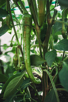 Pepper, Sweet 'Jimmy Nardello'