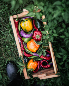 Pepper, Sweet 'Jimmy Nardello'