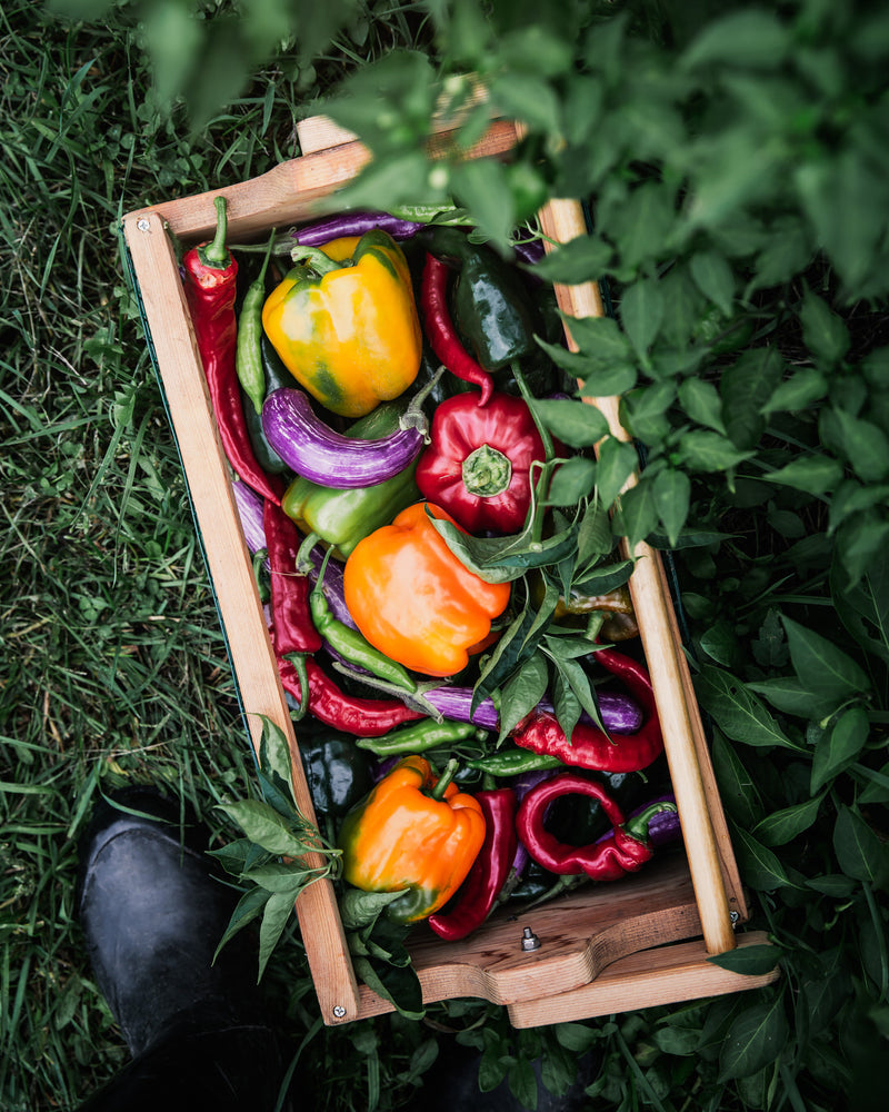 Pepper, Sweet 'Sweet Sunrise' (Yellow/Orange)