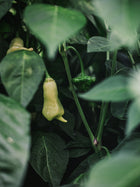 Pepper, Hot 'Sugar Rush Peach'