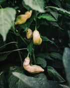 Pepper, Hot 'Sugar Rush Peach'