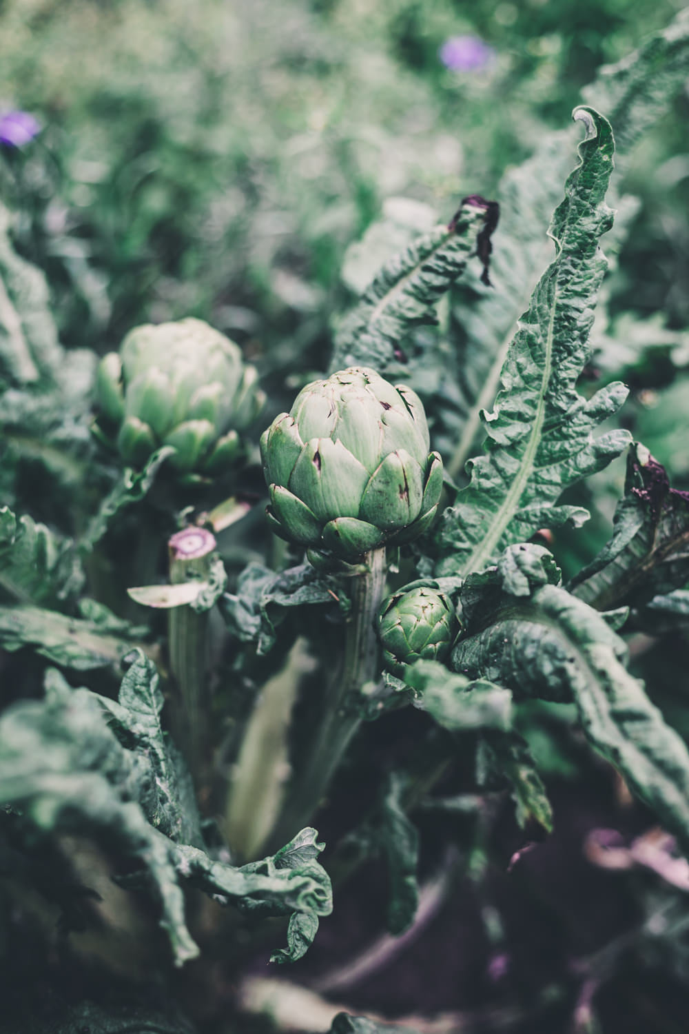 Artichoke Imperial Star