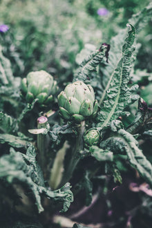 Artichoke Imperial Star