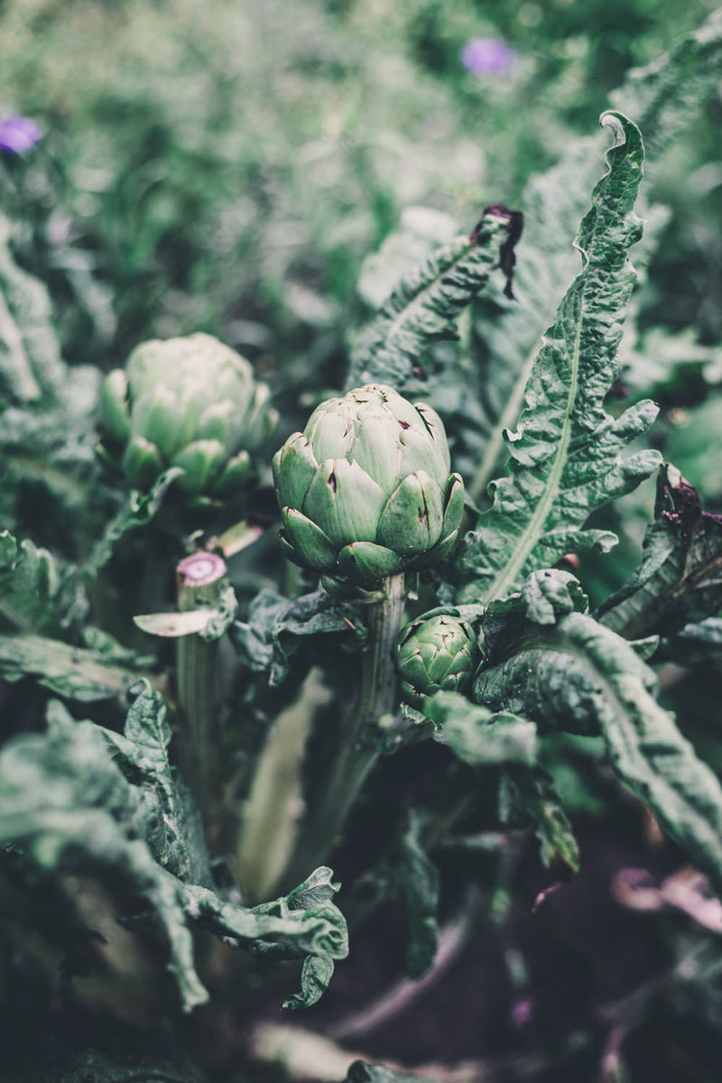Artichoke Imperial Star