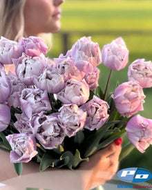 Tulip 'Great Barrier Reef'