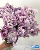 Tulip 'Great Barrier Reef'