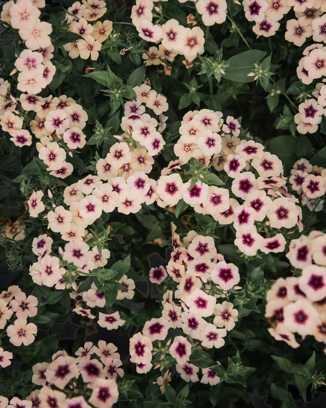 Phlox 'Cherry Caramel'