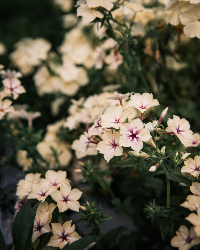 Phlox 'Crème Brûlée'