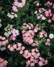 Phlox 'Phlox of Sheep'
