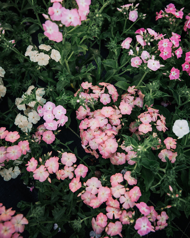 Phlox 'Phlox of Sheep'