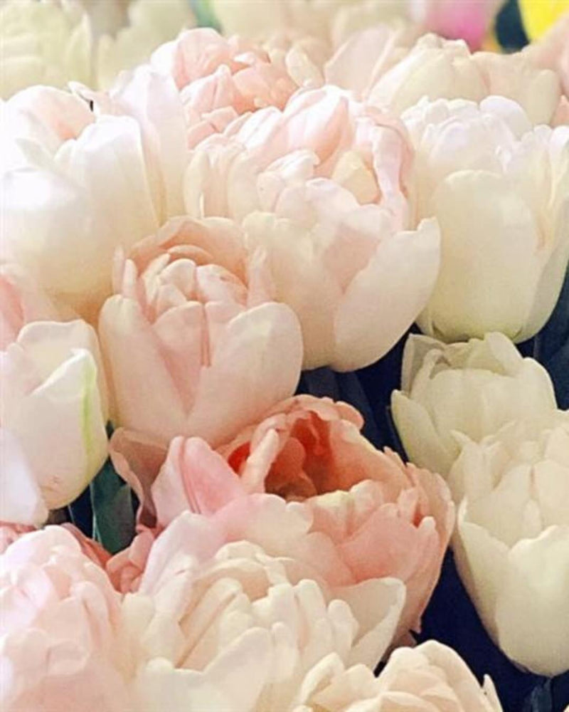 Tulip 'Pink Mist'