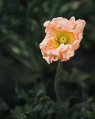 Icelandic Poppy, Italian Colibri ‘Pastel Mix'