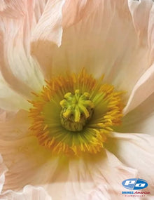 Icelandic Poppy, Italian Colibri ‘Pastel Mix'