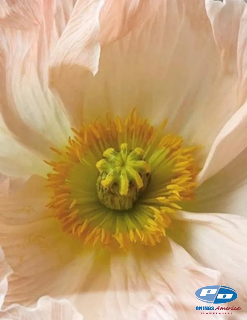 Icelandic Poppy, Italian Colibri ‘Pastel Mix'