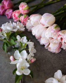 Tulip 'Foxtrot'
