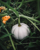 White Pumpkin Casperita Seeds