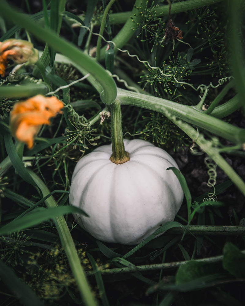White Pumpkin Casperita Seeds