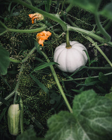 White Pumpkin Casperita Seeds