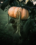 Bean Fortex Pumpkin Moranga