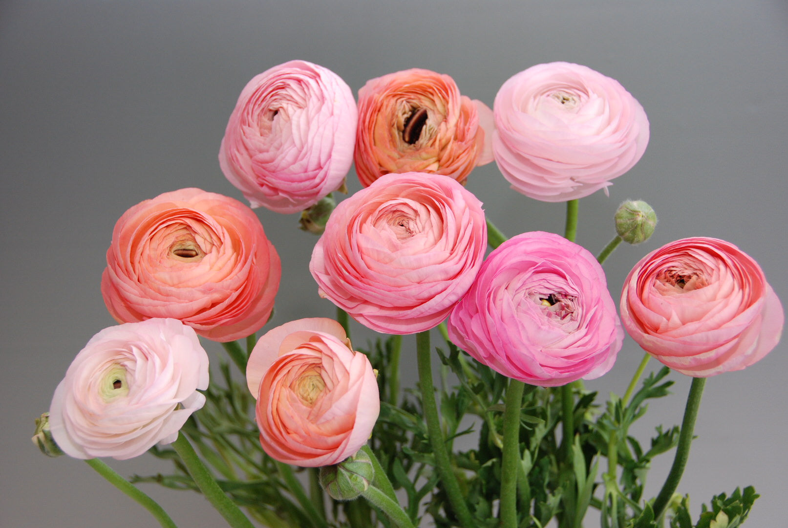 Ranunculus Amandine Pastel Mix
