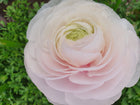 Ranunculus Amandine Chamallow