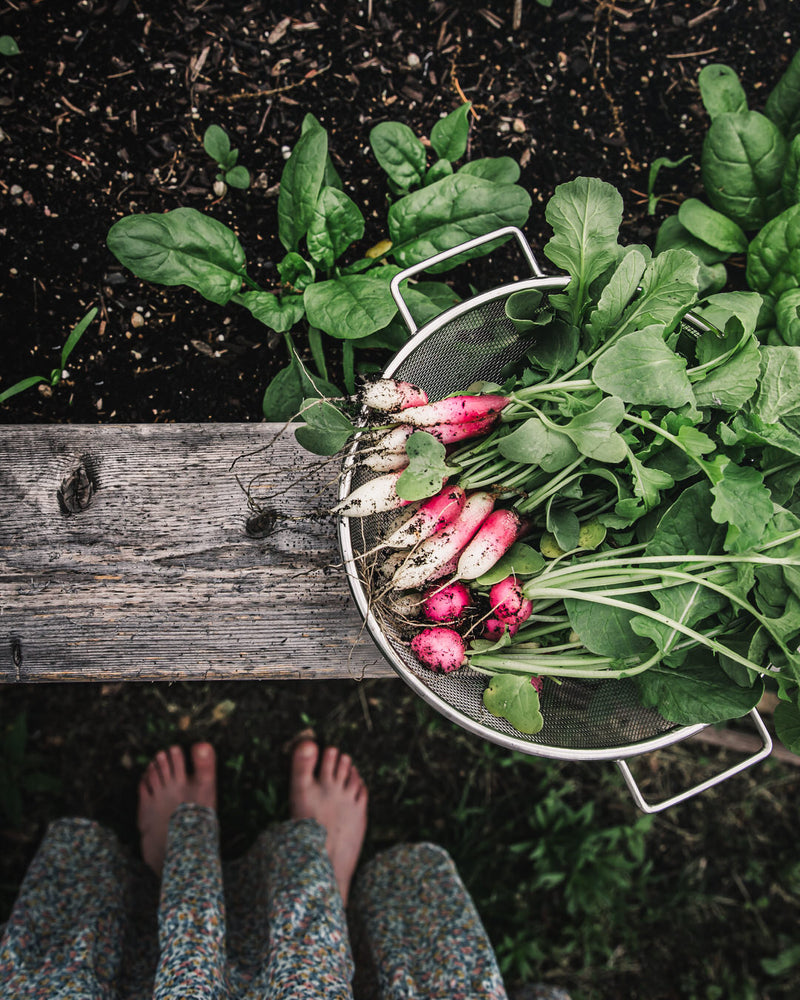 Radish 'French Breakfast'