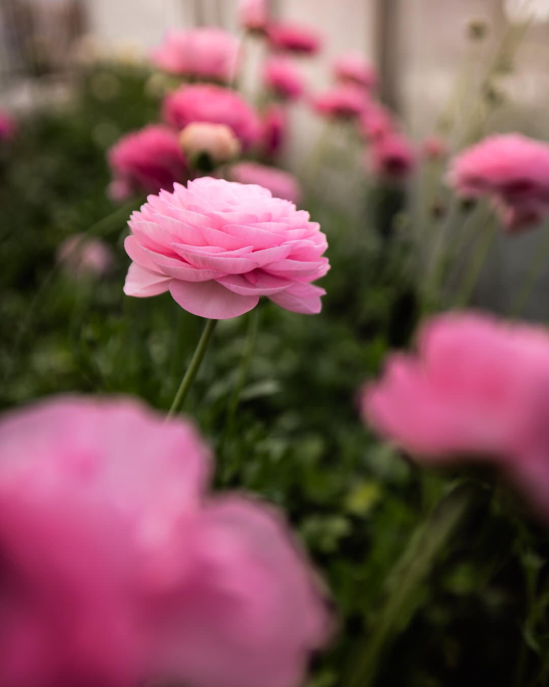Ranunculus Italian Elegance Rosa Chiaro®