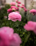 Ranunculus Italian Elegance Rosa Chiaro®