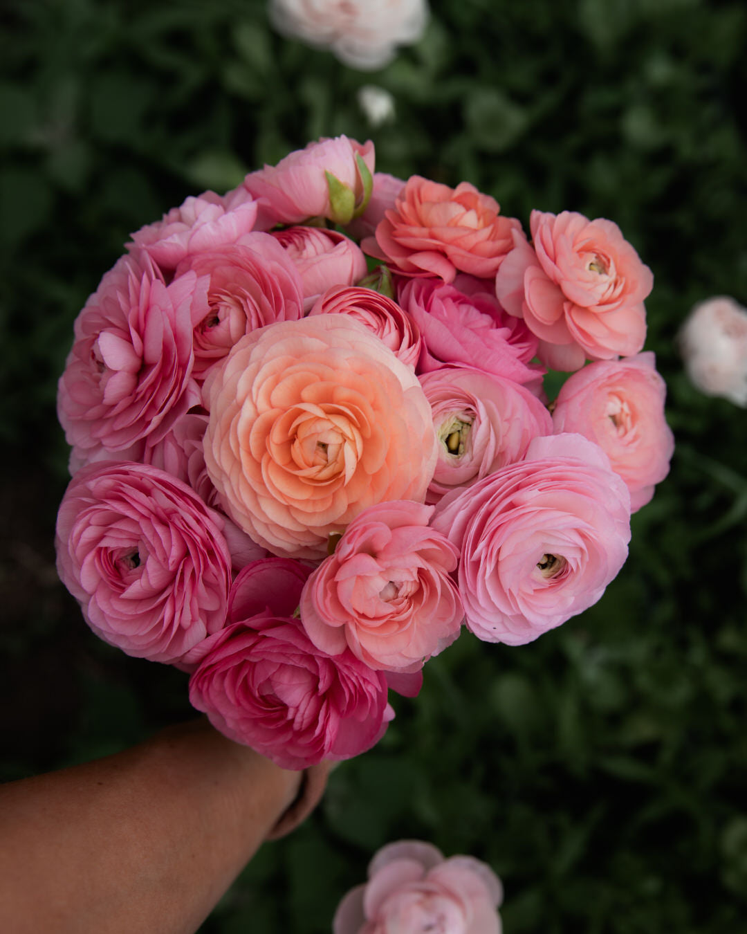 Ranunculus Amandine Pastel Mix