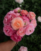 Ranunculus Amandine Pastel Mix