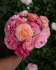 Ranunculus Amandine Pastel Mix