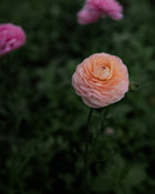Ranunculus Amandine Pastel Mix