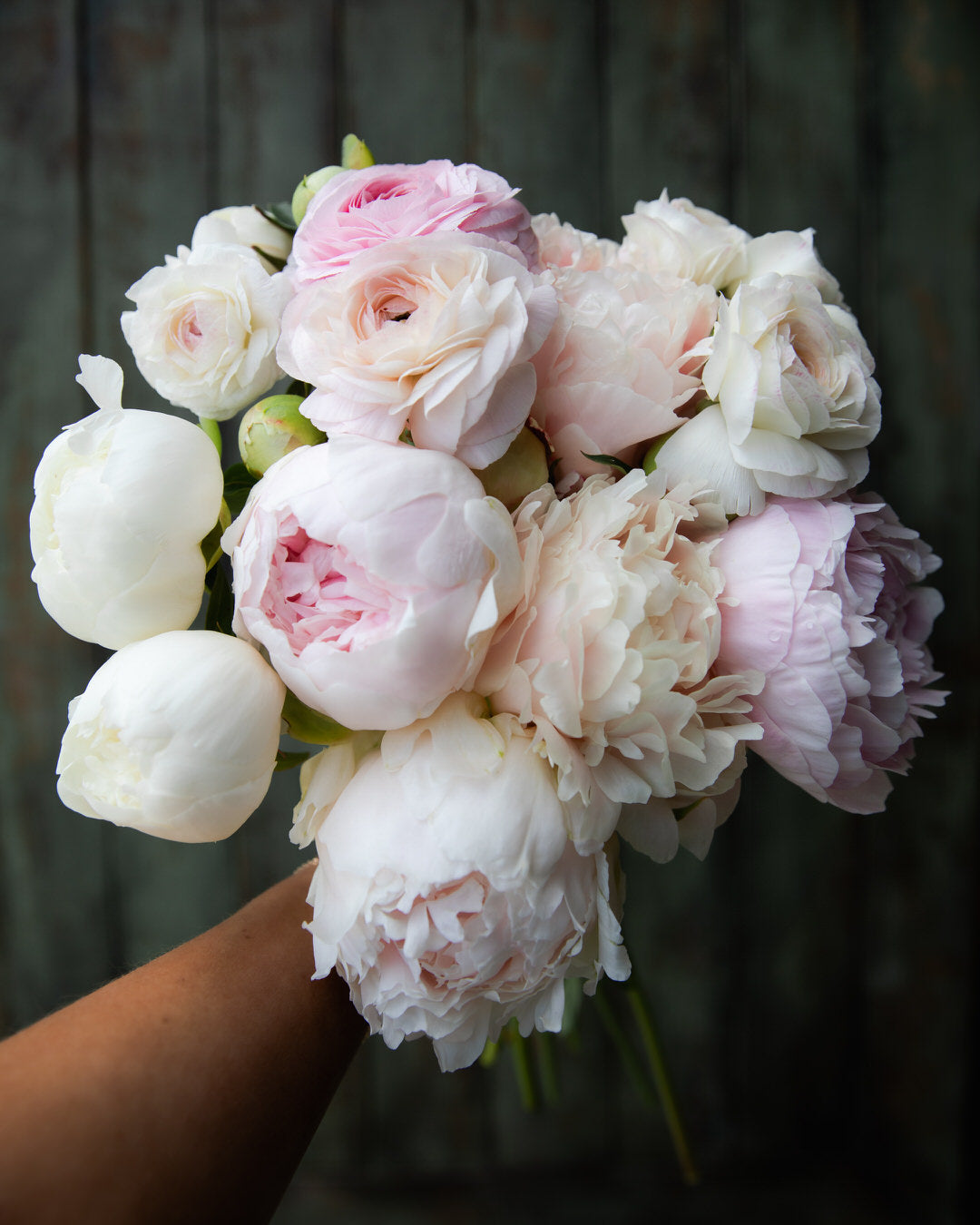 Peony 'Brother Chuck' (3–5 eye)