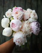 Peony 'Brother Chuck' (3–5 eye)