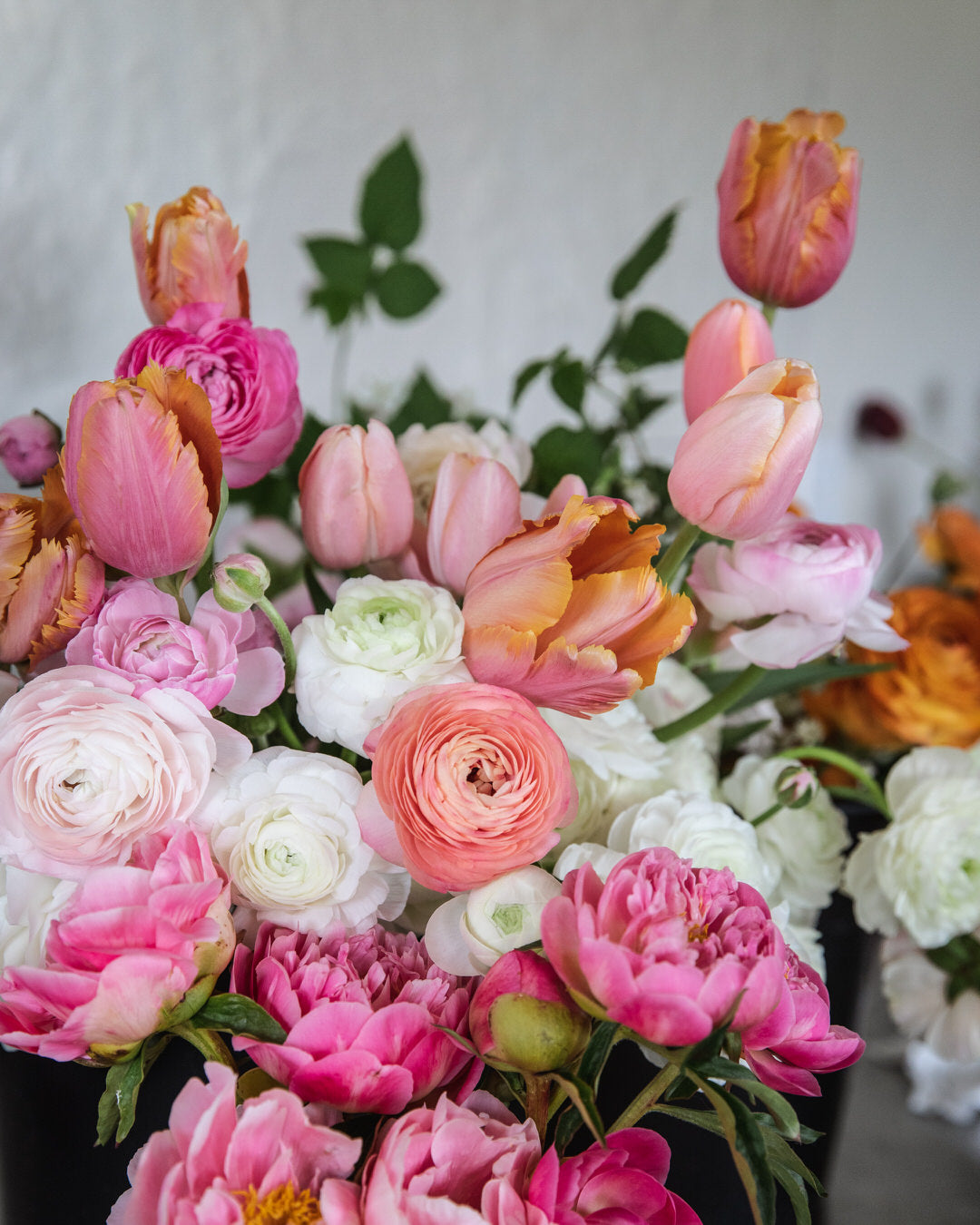 Ranunculus Italian Elegance Salmone®