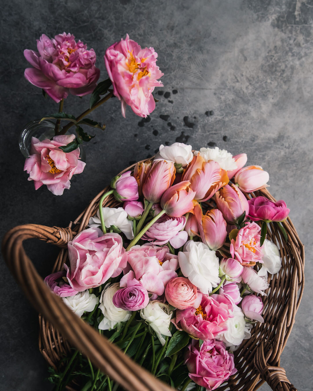 Peony 'Coral Charm' (3-5 eye)