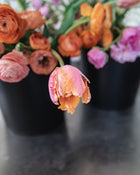 Tulip 'Amazing Parrot'